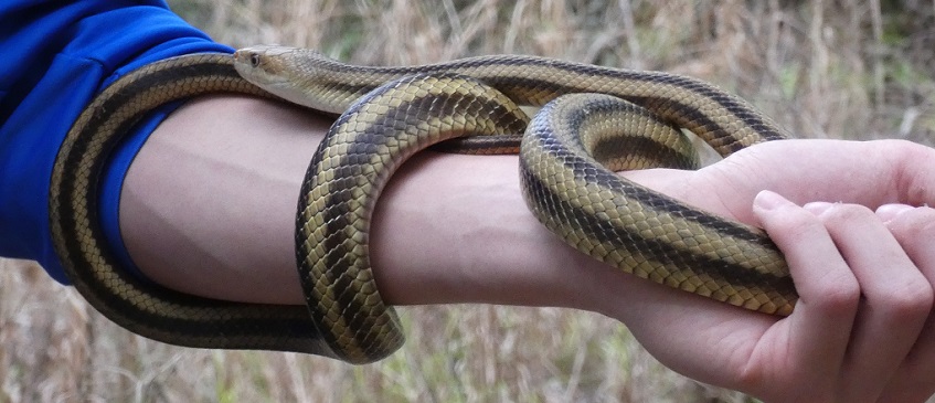 Yellow rat snake at Paynes Prairie